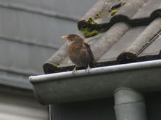 Amsel-2-Tag-4.jpg